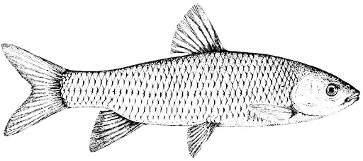 White amur fish coloring book